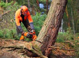 How Our Tree Care Process Works  in Beattystown, NJ